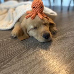 Golden Retriever Puppies from Sydney’s Goldens