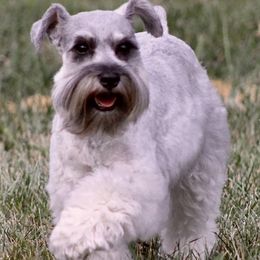 Australian Shepherds from WFF Aussies