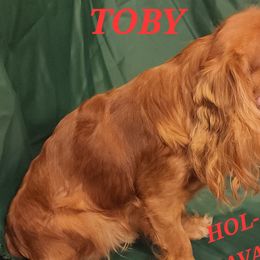 TOBY - Cavalier King Charles Spaniel