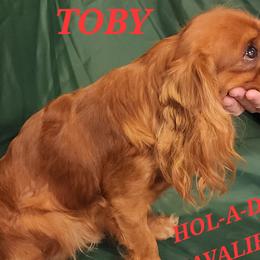 TOBY - Cavalier King Charles Spaniel