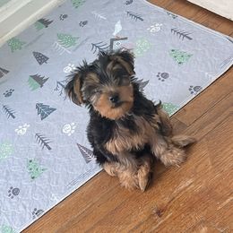 Morkie and Yorkshire Terrier Puppies from Kashari Buggs
