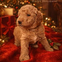 Lucky - Apricot - Medium - Apricot male Goldendoodle puppy in Lancaster, California from Kid's Best Doodle