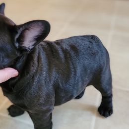 French Bulldogs from Mindy's Luvabull Frenchies