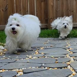 Coton de Tulear puppies from Legacy Pets