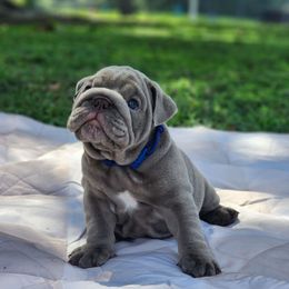 Bomber - Lilac tri-color male Bulldog puppy in Plant City, Florida from Bertha Butt Bulldogs