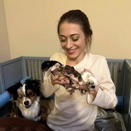Miniature American Shepherd and Toy Australian Shepherd Puppies from Riverstone Aussies