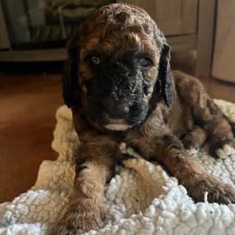 Elijah (Green Collar) - Brown male Poodle puppy in Austin, Texas from Haylee’s Pups & Paws