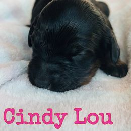 Cindy Lou - Phantom female Bernedoodle puppy in Sherman, Illinois from Shirl Doodle Life