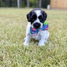 Della - Black female Australian Labradoodle puppy in Calhoun, Louisiana from Arrowhead Australian Labradoodles