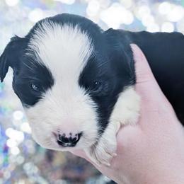 Heart - Black and white female Border Collie puppy in Raccoon, Kentucky from Skyline Border Collies