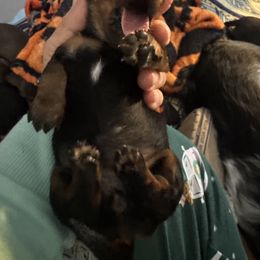 Dachshund Puppies from With Love From Maggie
