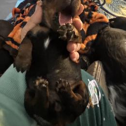 Dachshund Puppies from With Love From Maggie