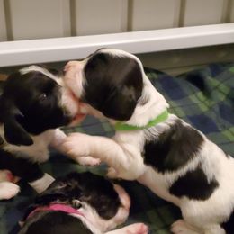 English Springer Spaniel Puppies from Maple Hill Farm English Springer Spaniels