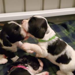English Springer Spaniel Puppies from Maple Hill Farm English Springer Spaniels