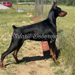 Trinity - Black and rust female Doberman Pinscher puppy in North Judson, Indiana from Stalaris Dobermans