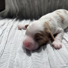 Cavapoo Puppies from Campbell Cavapoos