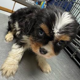 Jegar - Tri-color male Cavalier King Charles Spaniel puppy in Mt Jackson, Virginia from Carters Cavaliers