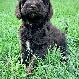 Australian Labradoodle Puppies from Llewellyn's Grove Labradoodles