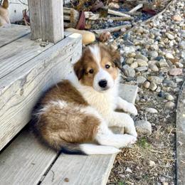 Stacy - female Scottish Collie puppy in Newcastle, Wyoming from Wykota 7K Scottish Collies