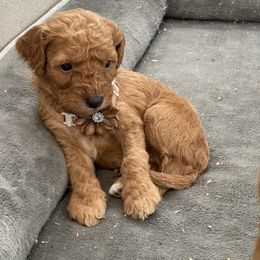 Habanero - Red  male Goldendoodle puppy in Sugarcreek, Ohio from True Hearted Doodles