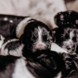 Newfoundland Puppies from Kinson Ridge Giants