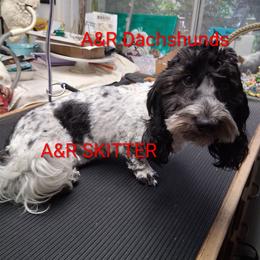 A&R Skitter - Dachshund