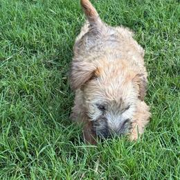 Gray - Wheaten male Soft Coated Wheaten Terrier puppy in Gordonville, Texas from Serenity Valley Wheatens