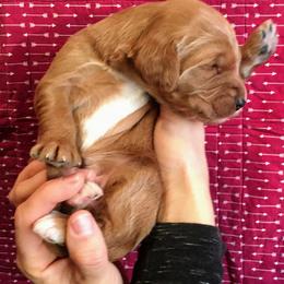 Goldendoodle Puppies from Aloha Sunset Doodles