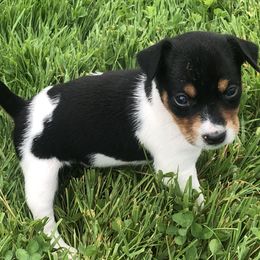Rat Terrier Puppies from Mary ann Whipple's Rat Terriers