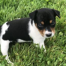 Rat Terrier Puppies from Mary ann Whipple's Rat Terriers