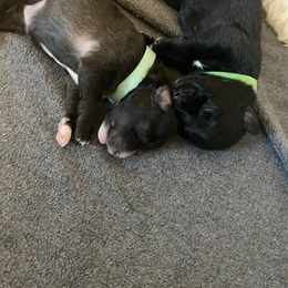 Schnoodle Puppies from Noodle Tings Puppies