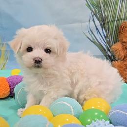 Noelle.Bell - White female Maltese puppy in Aurora, Missouri from KnJ Precious Paws LLC