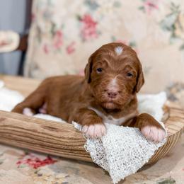 Alden - Red  male Goldendoodle puppy in Sulphur, Louisiana from Curly Q’s Of Carlyss