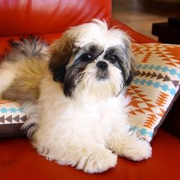 Shih Tzu Puppies from Willow Lane Shih Tzus