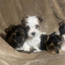 Yorkshire Terrier Puppies from Reed’s Breeds