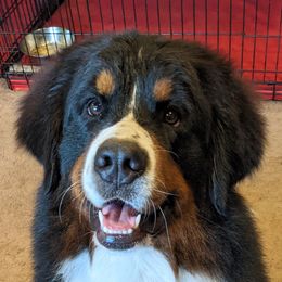 Amy - Bernese Mountain Dog