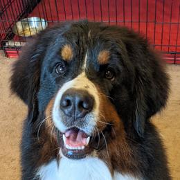 Amy - Bernese Mountain Dog