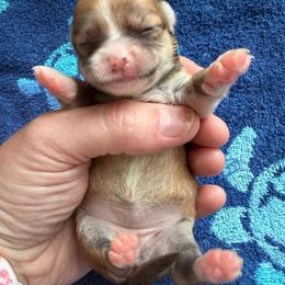Matilda - Merle female Chihuahua puppy in Sherwood, Arkansas from Bartelt Breeders