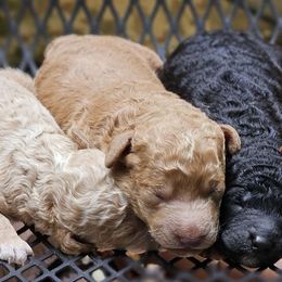 Poodle puppies from AKC Mini Poodles in NOVA