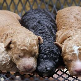 Poodle puppies from AKC Mini Poodles in NOVA
