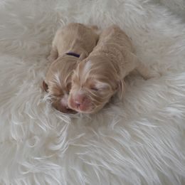 Cocker Spaniel Puppies from Cockers of Country Lane