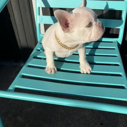 French Bulldog Puppies from Love Bundles