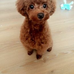 Paris - Poodle