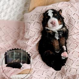 Anchor - Tri-color male Bernedoodle puppy in Cold Spring, Minnesota from A.N.A. Doodles