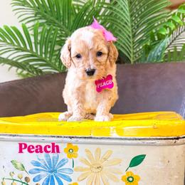 Princess Peach - Red female Bernedoodle puppy in West Haven, Utah from Split Mountain Doodles