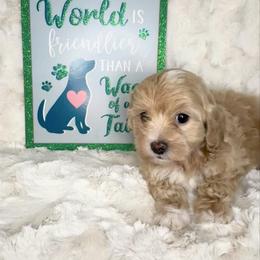 Groucho - Apricot male Maltipoo puppy in West Jordan, Utah from Mid Sized Maltipoos and More LLC