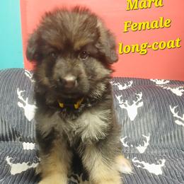 Mara Yellow Collar - Black and red female German Shepherd puppy in Bedias, Texas from TiPi S Ranch's German Shepherds