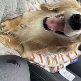 Lucy - Dachshund