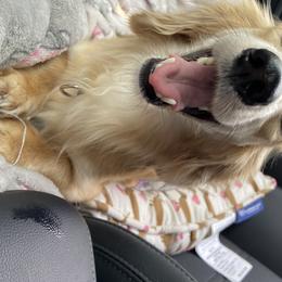 Lucy - Dachshund