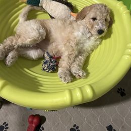 Goldendoodle Puppies from AZ Ohana Doodles